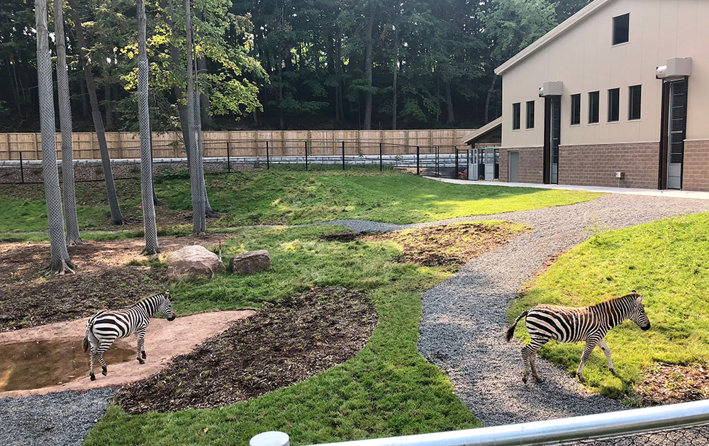 Giraffe and zebra yard