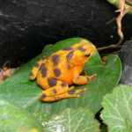 Keeper Connection: Panamanian Golden… Toads?