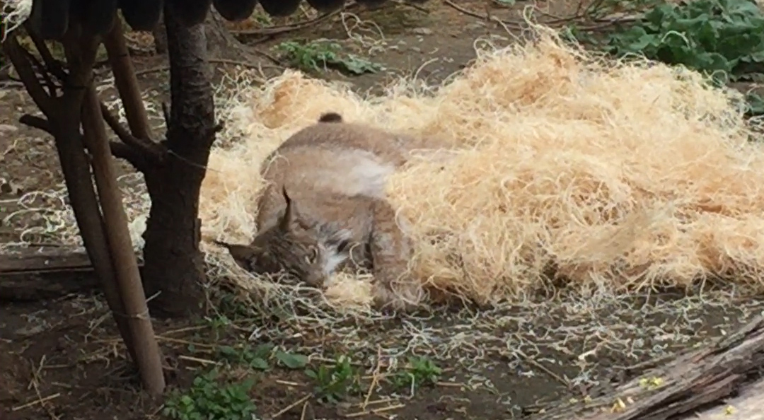 Enrichment for Bianca the lynx