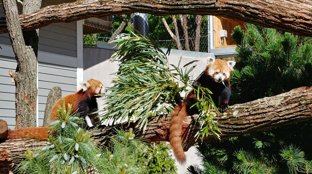 Get to know the Zoo’s two red pandas, Blaze and Starlight