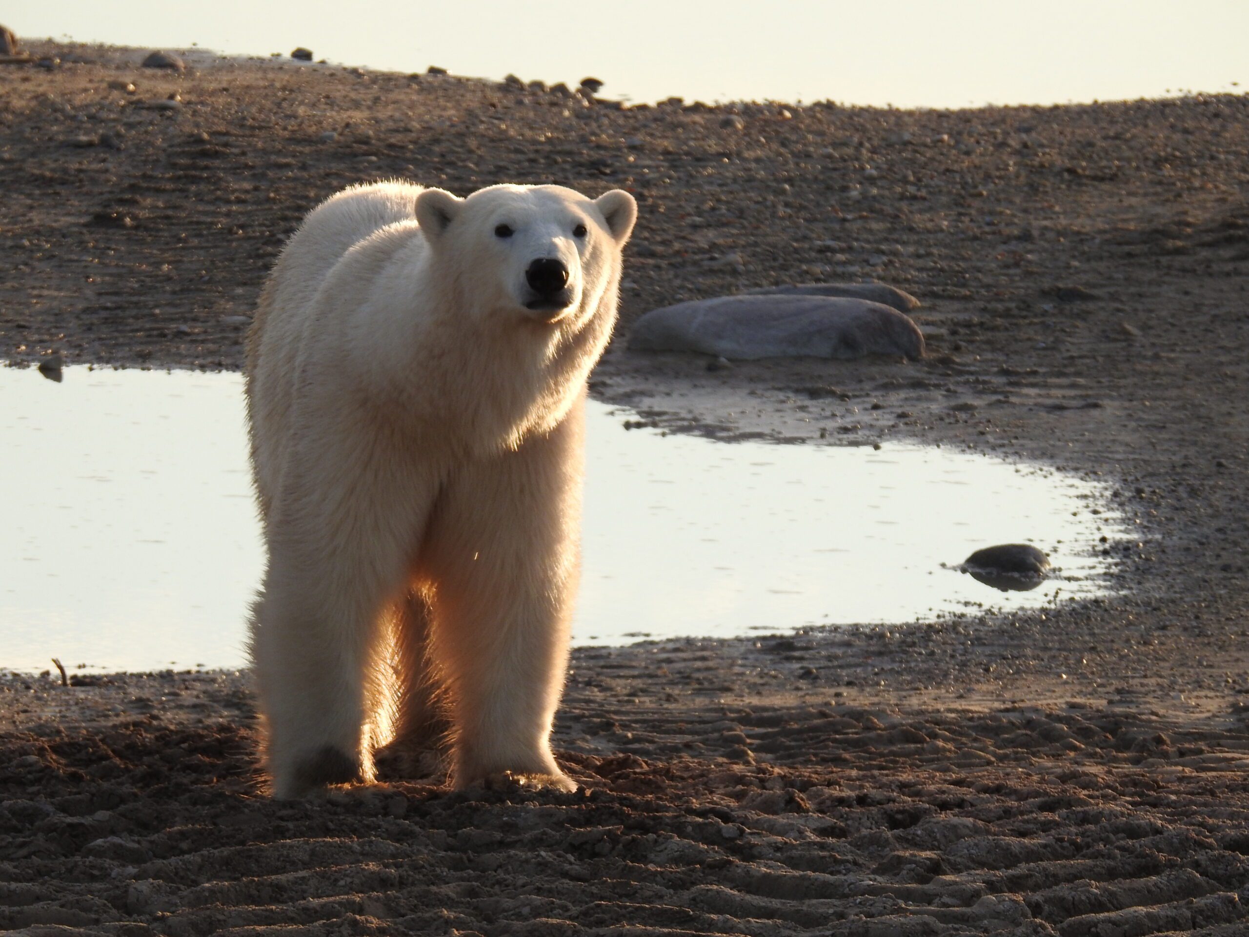 Up close with polar bears in Churchill Manitoba