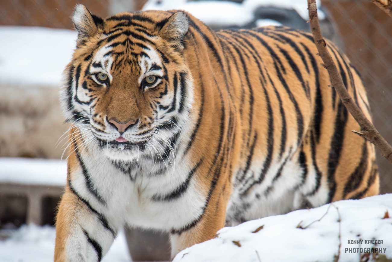 Siberian Tiger Park - All You Need to Know BEFORE You Go (with Photos)