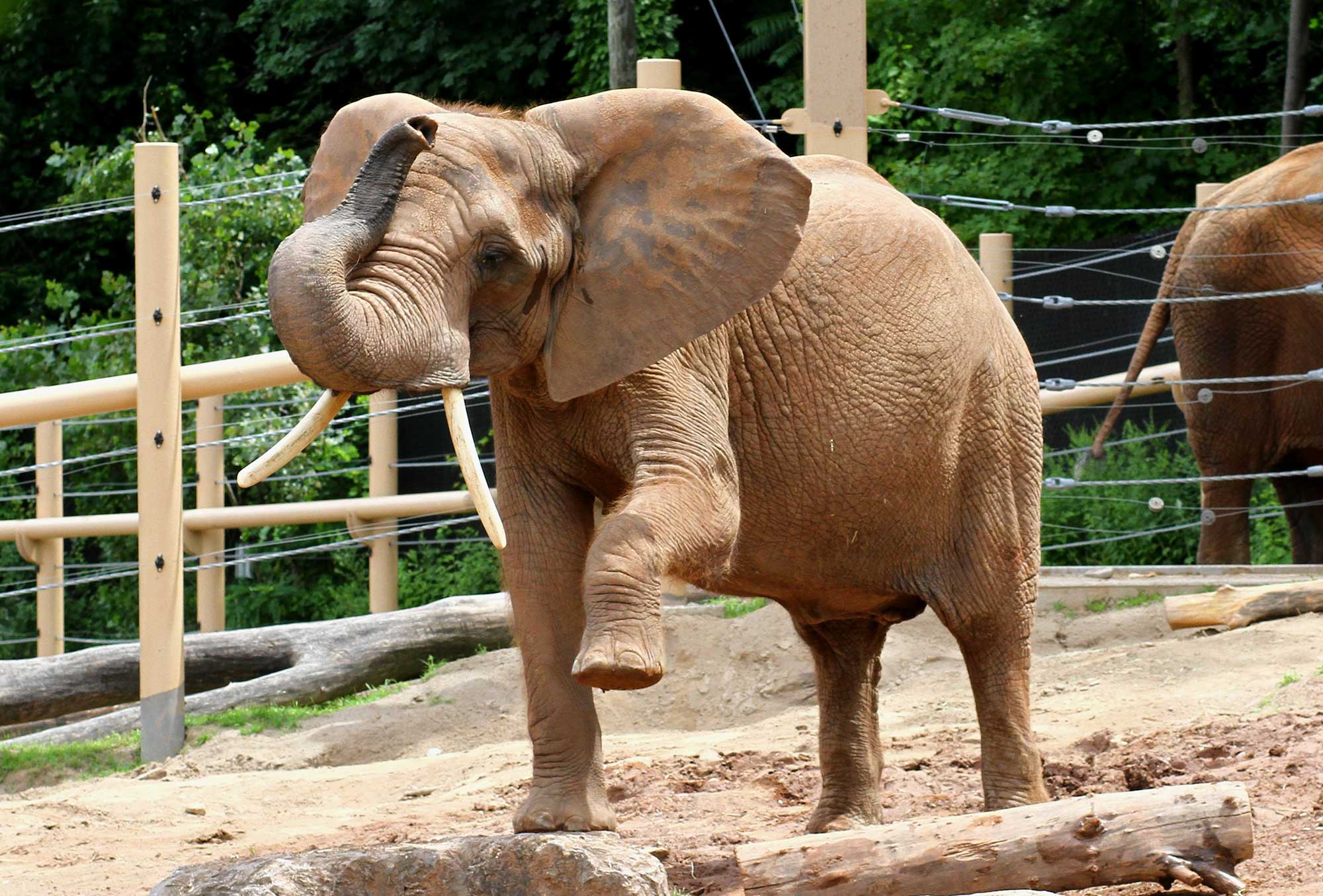 African Elephant Genny C turns 40