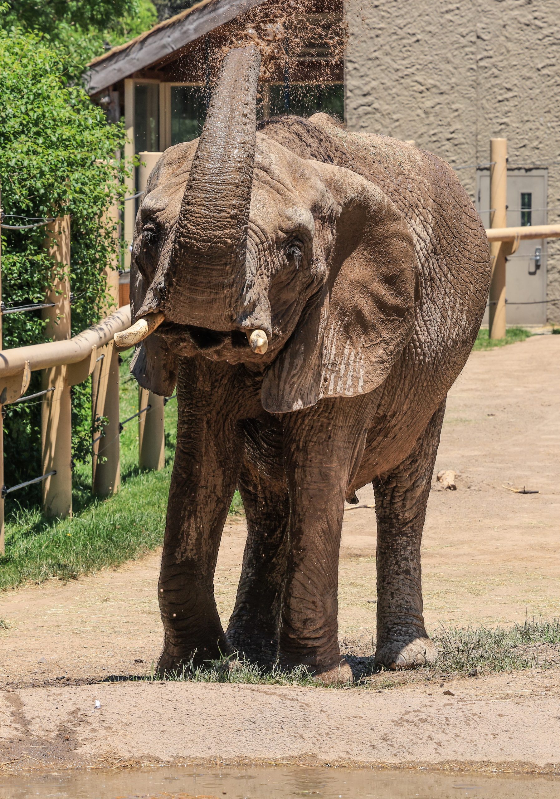 Elephant Encounter Tour in Rochester, NY | Seneca Park Zoo