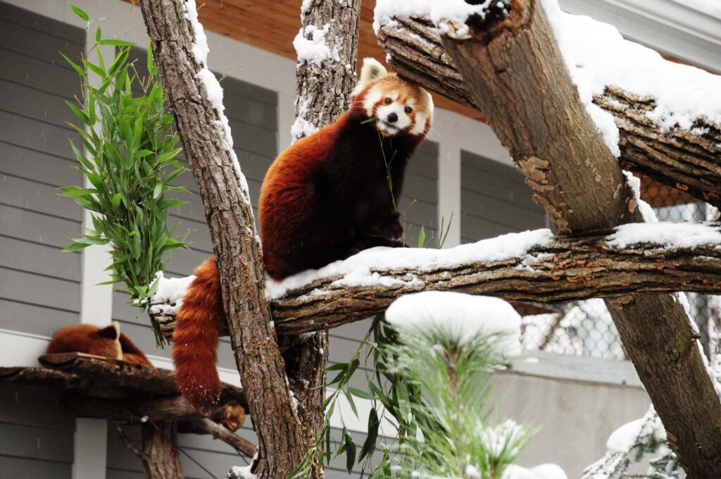 Top 10 Reasons to Visit the Zoo in Winter