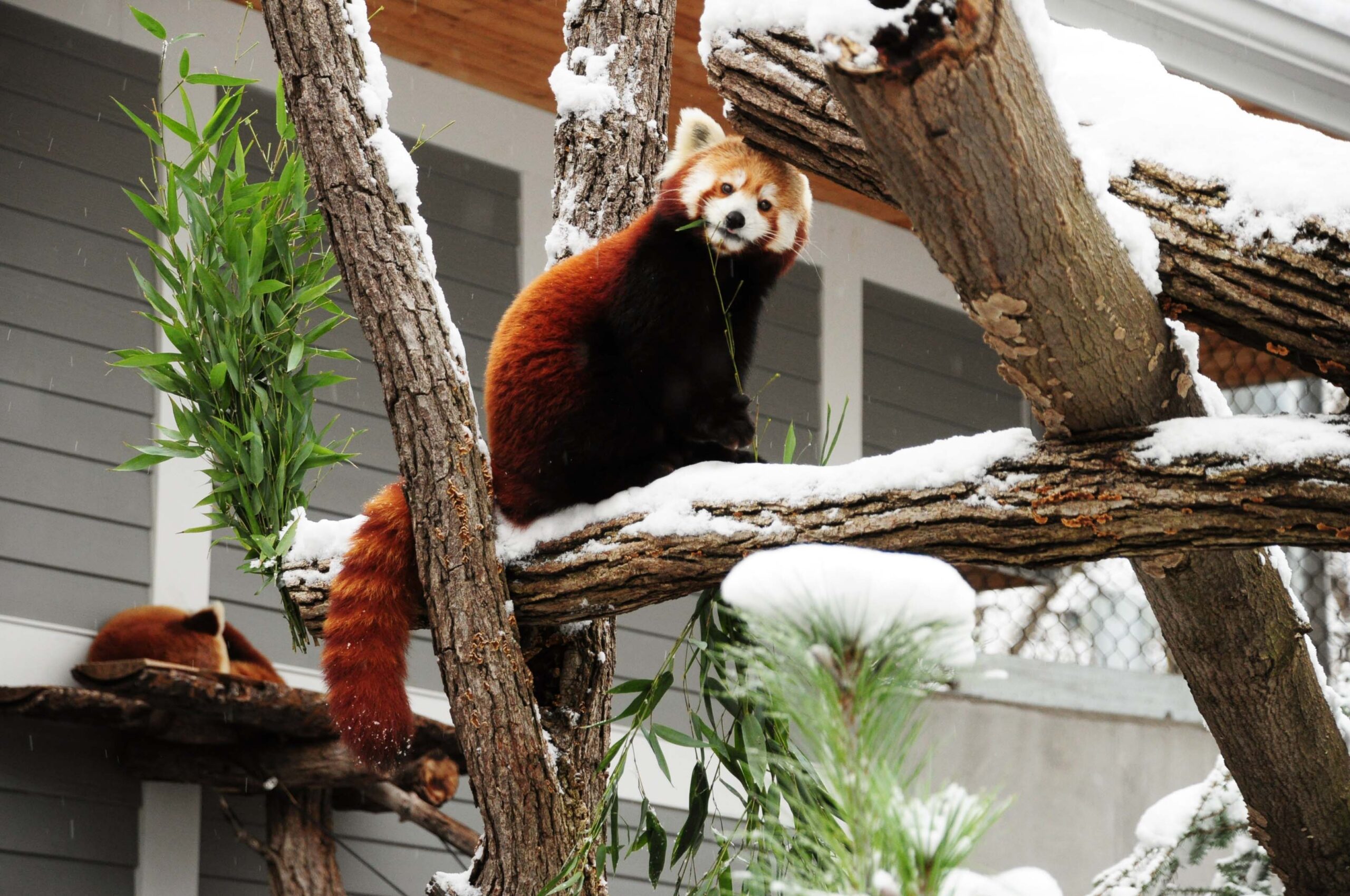 The Unexpected Joys of a Winter Visit to the Zoo