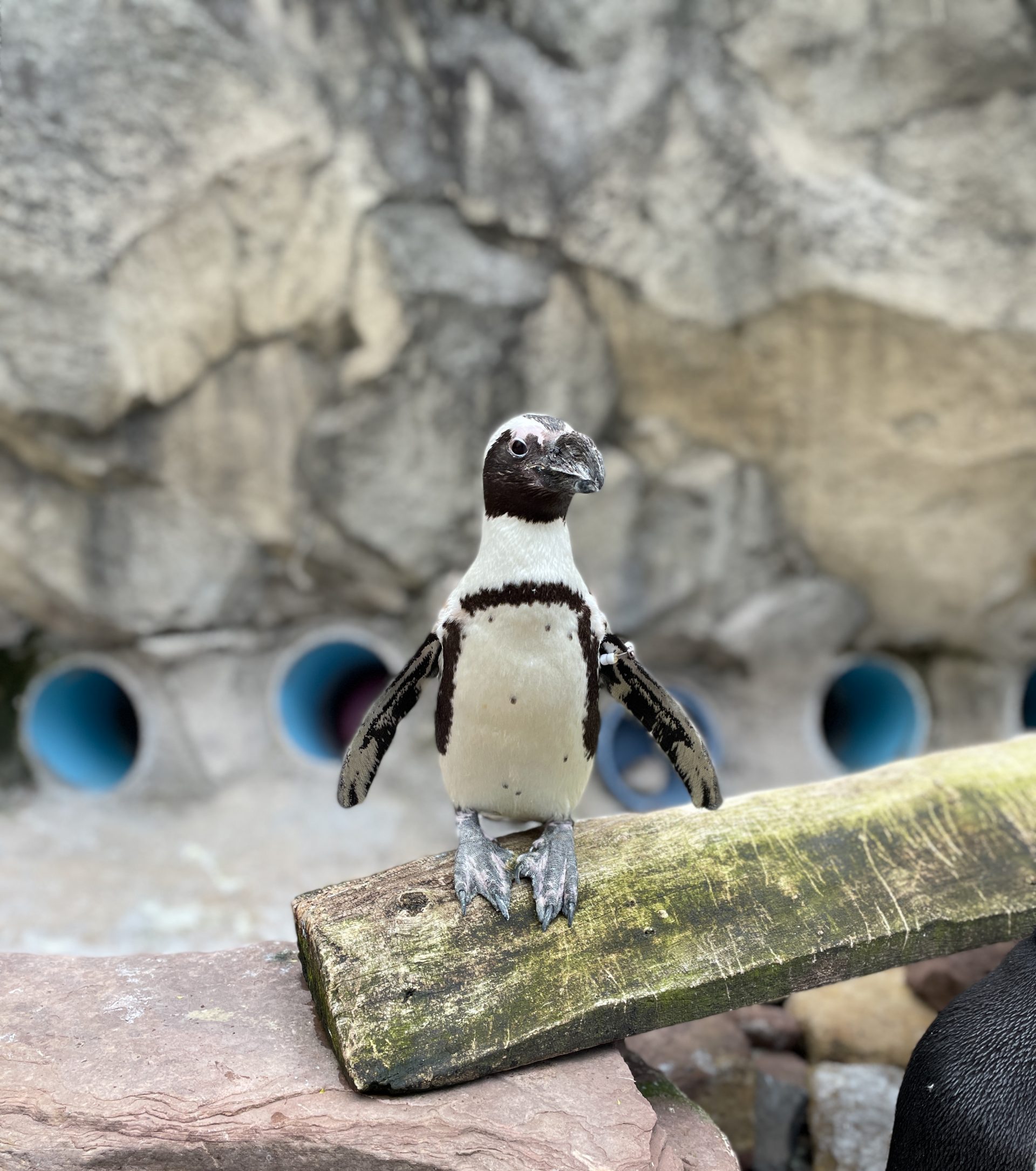 World Penguin Day 2021 – Keeper Thoughts