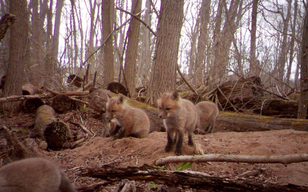 image of foxes caught by trail camera