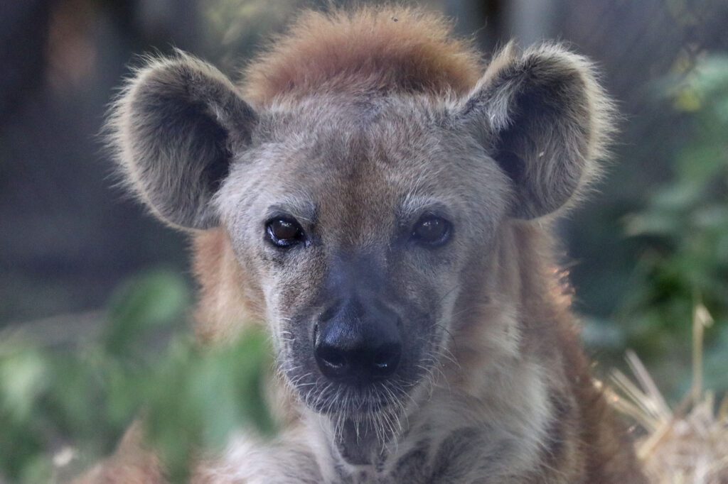 Lou the hyena close-up