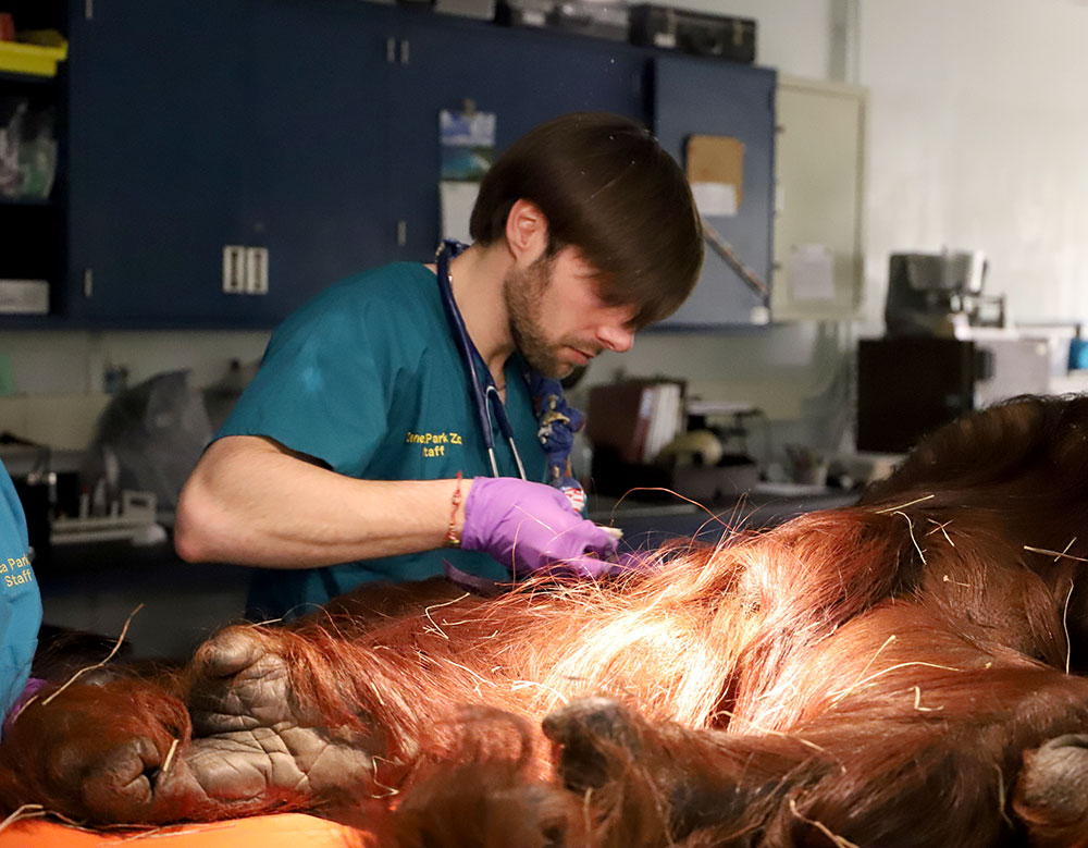 health check-up for Bornean orangutan Denda