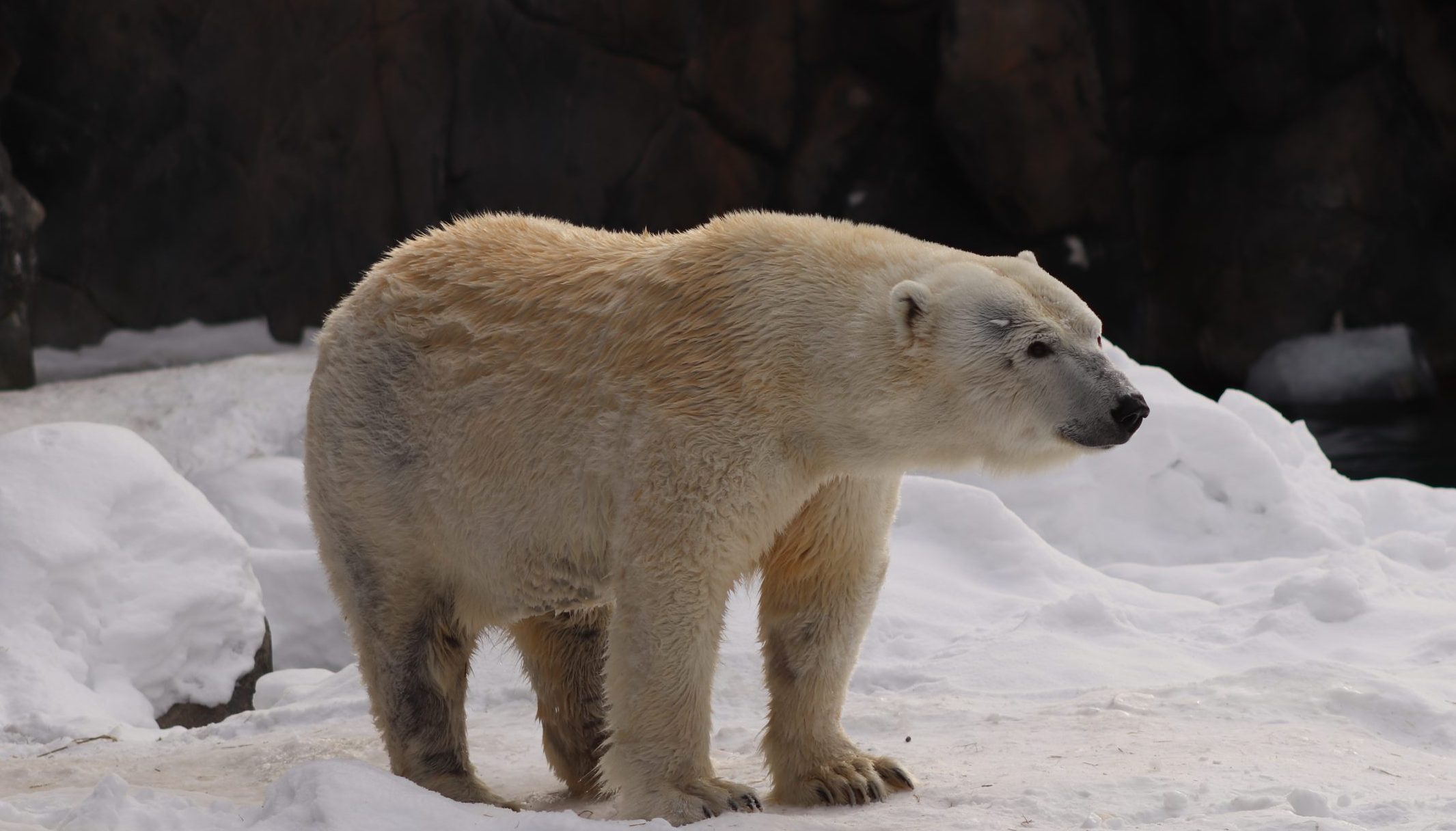 Polar Bear Weekend 2023 | Seneca Park Zoo