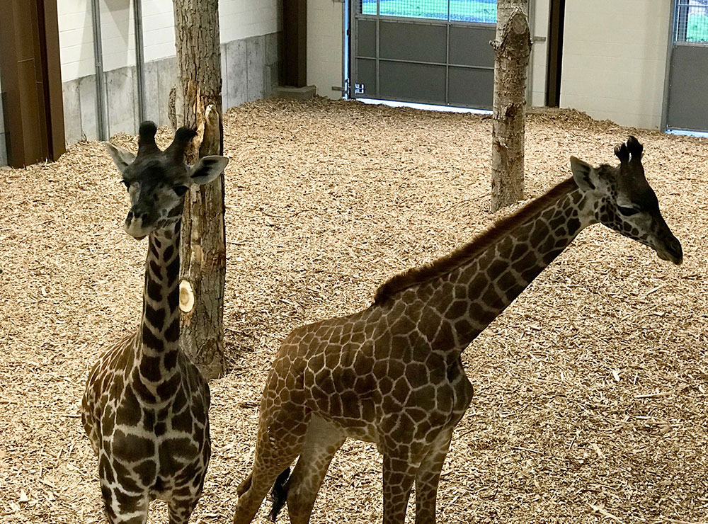 Masai giraffes Iggy and Kipenzie