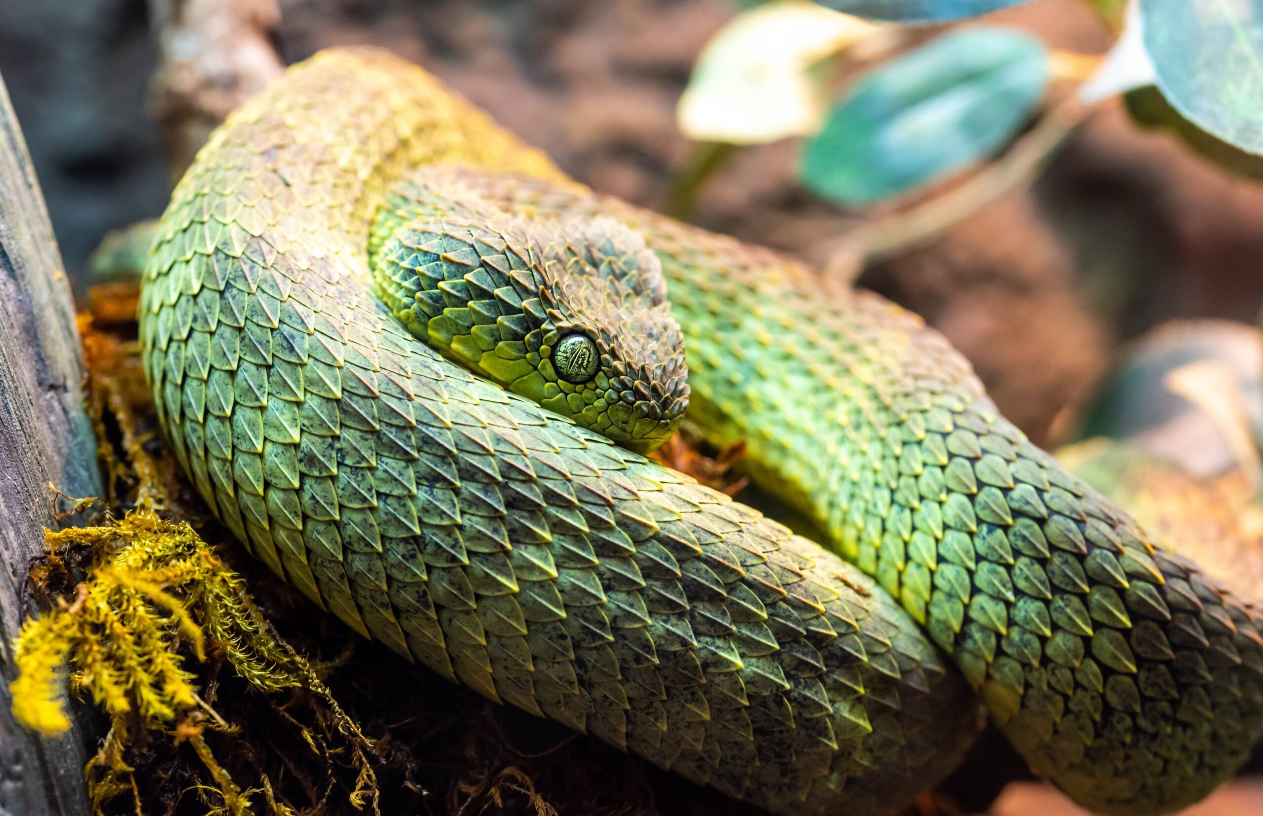 Venomous bush vipers from Africa, 3 species of Atheris snakes in