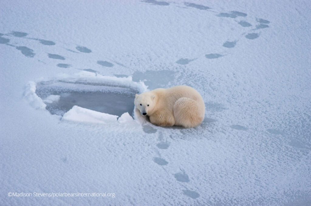 polar bear surrounded by sea ice