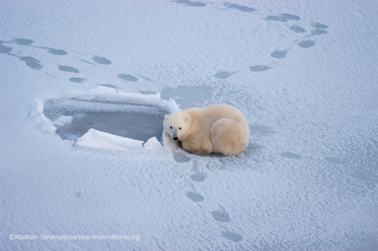 A partnership to protect polar bears