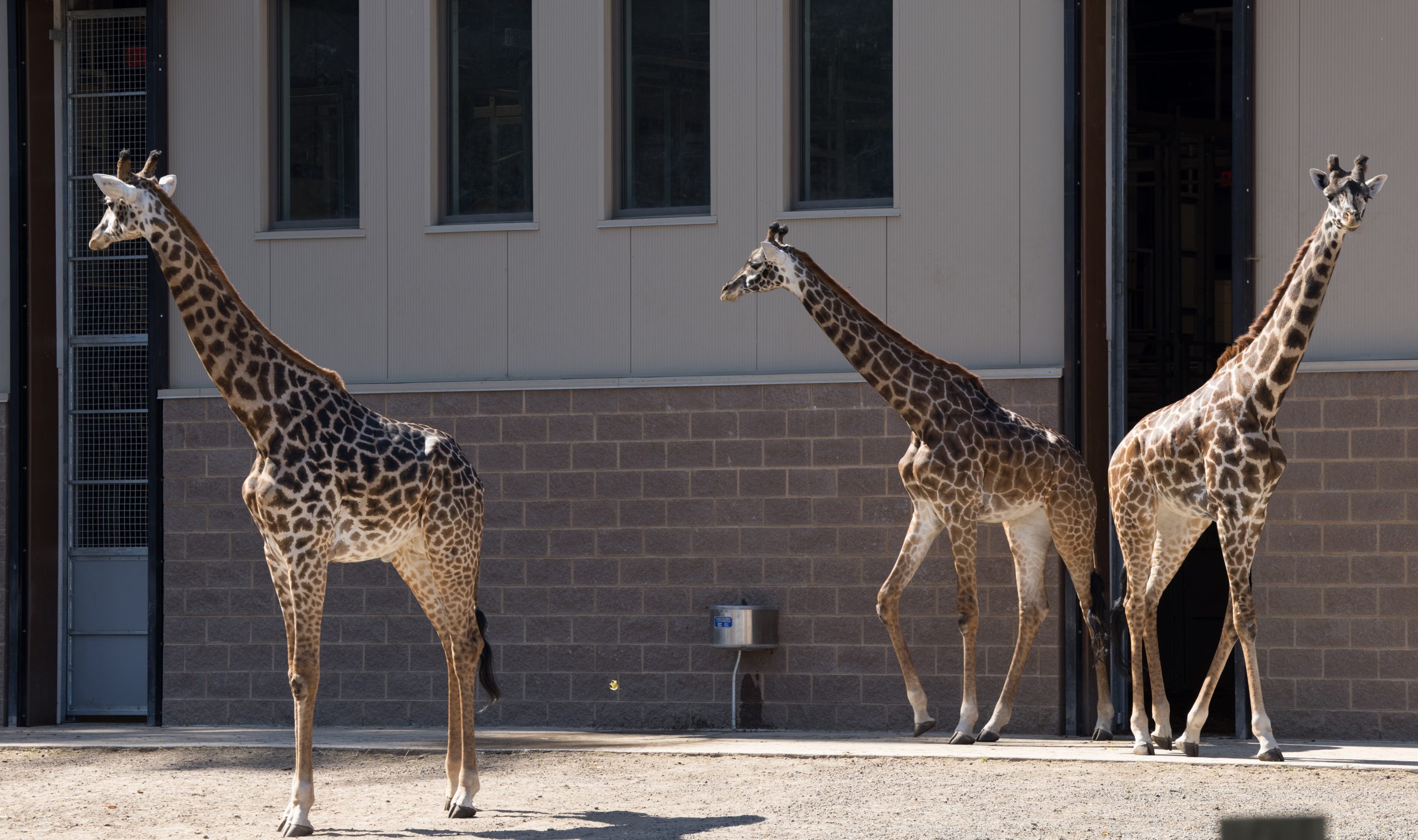 Giraffe Training: A TALL Order