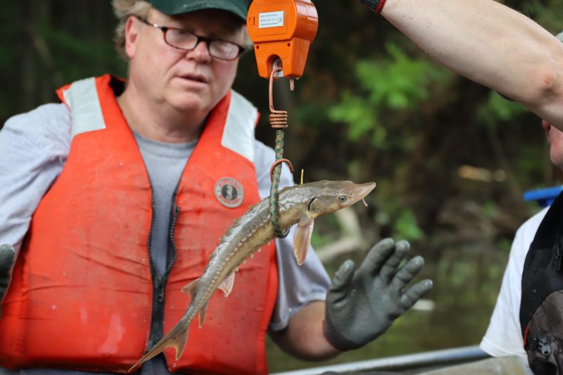 Lake Sturgeon Restoration in the Genesee River – A Success Story of Science Saving Species