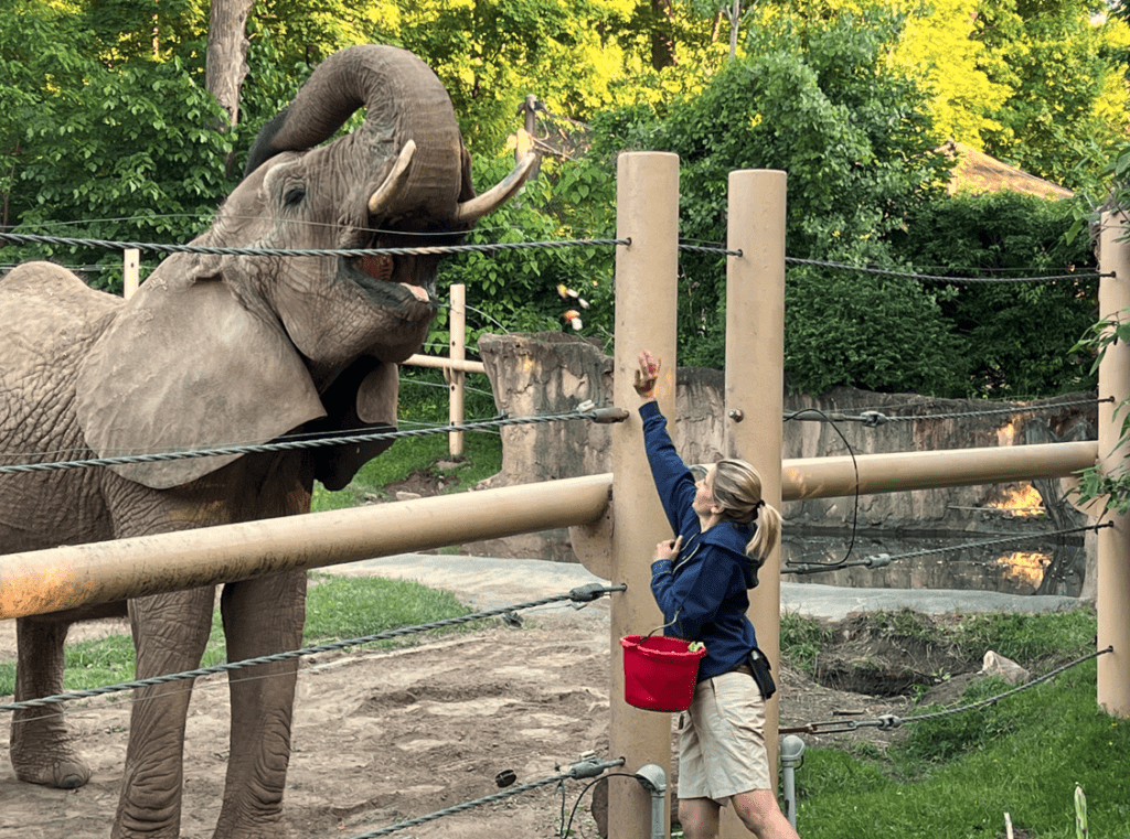 Zookeeper feeding an elephant at the Seneca Park Zoo.