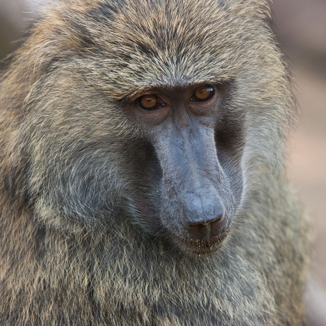 How old are the baboons?