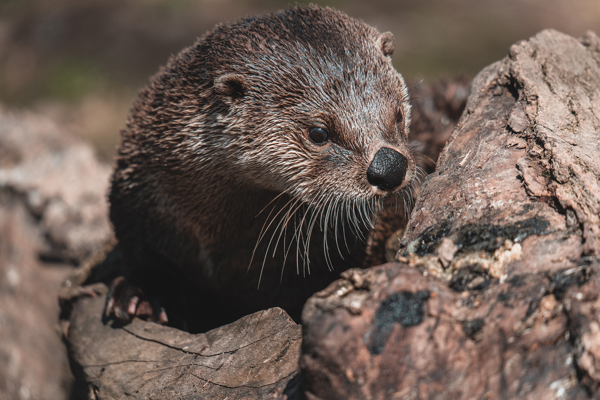 North American River Otter | Seneca Park Zoo