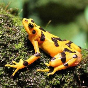 Panamanian-Golden-Frog