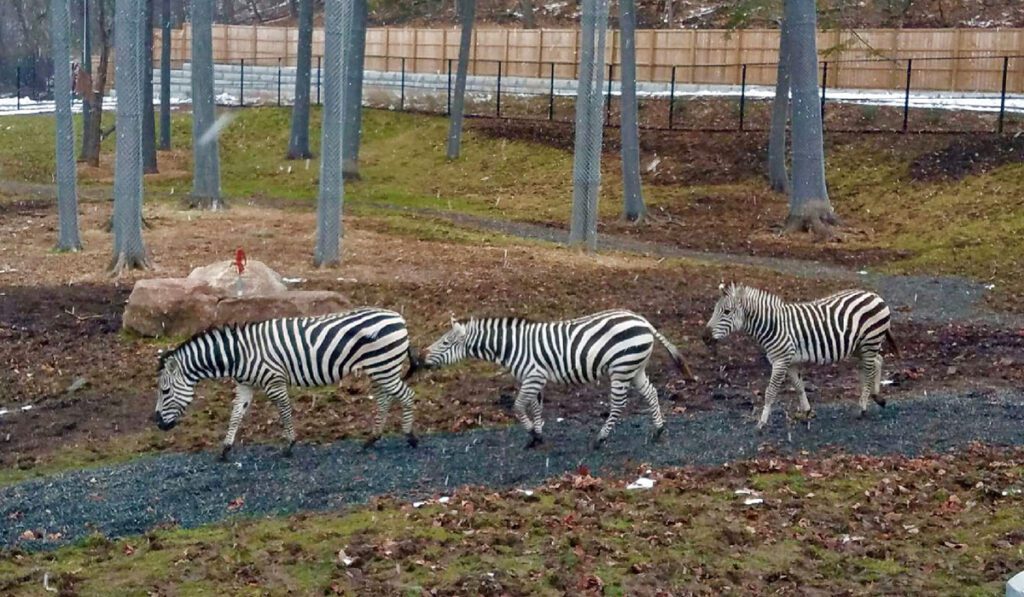 Zebras Lydia, Liberty, Dottie, walking in their habitat