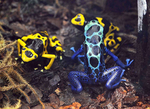 Yellow and Blue Dart Frogs