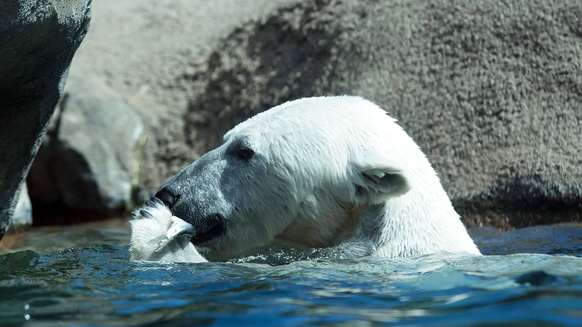 What has Aurora the polar bear been up to?
