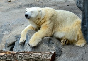 Polar-Bear-2016-T.C