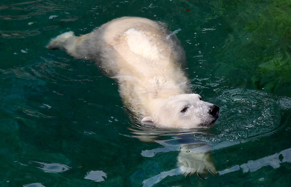 Polar bear Anoki swimming