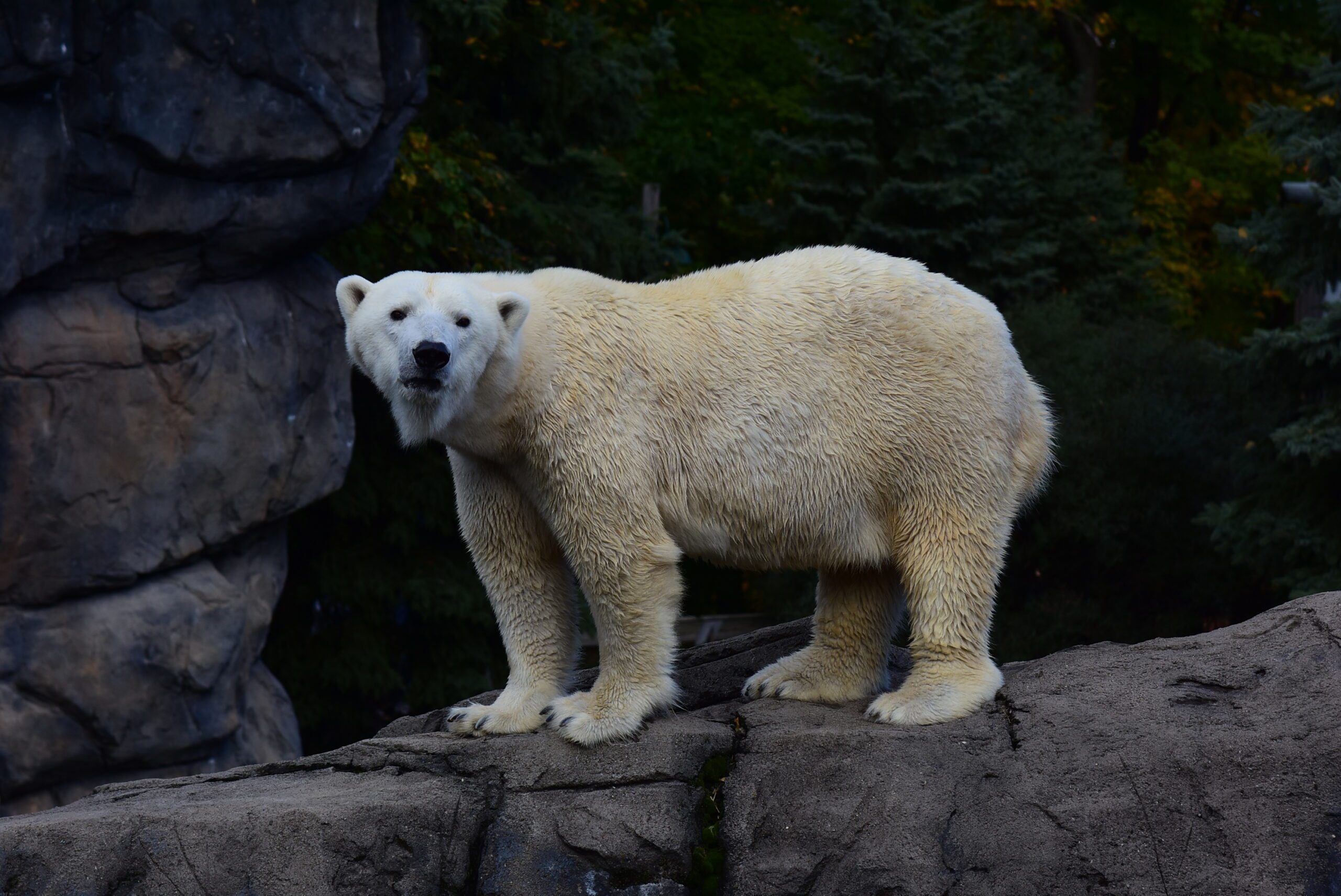 How Your Support Advances Polar Bear Conservation