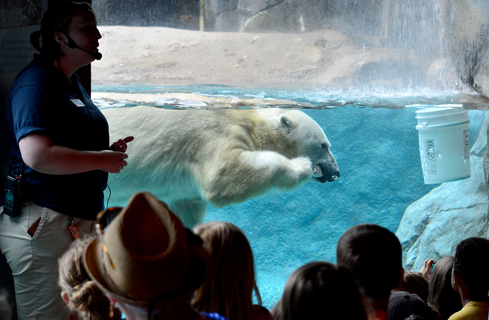 Polar bear at Seneca Park Zoo