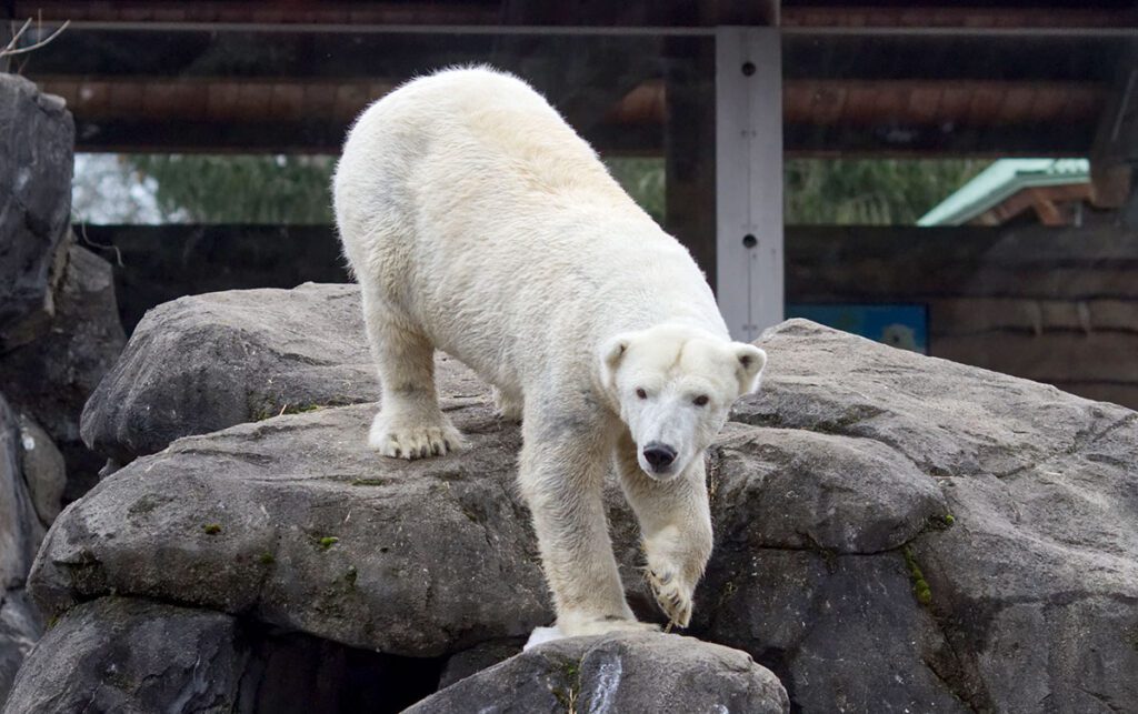 Polar bear Anoki up on the rocks