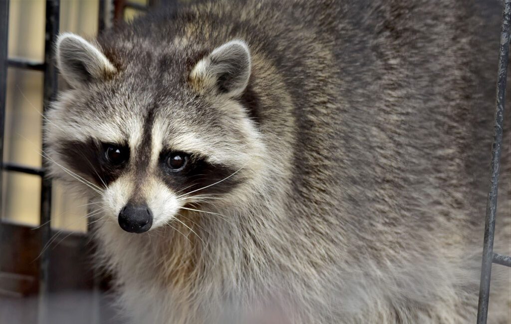 Close-up of one of the Zoo's raccoons
