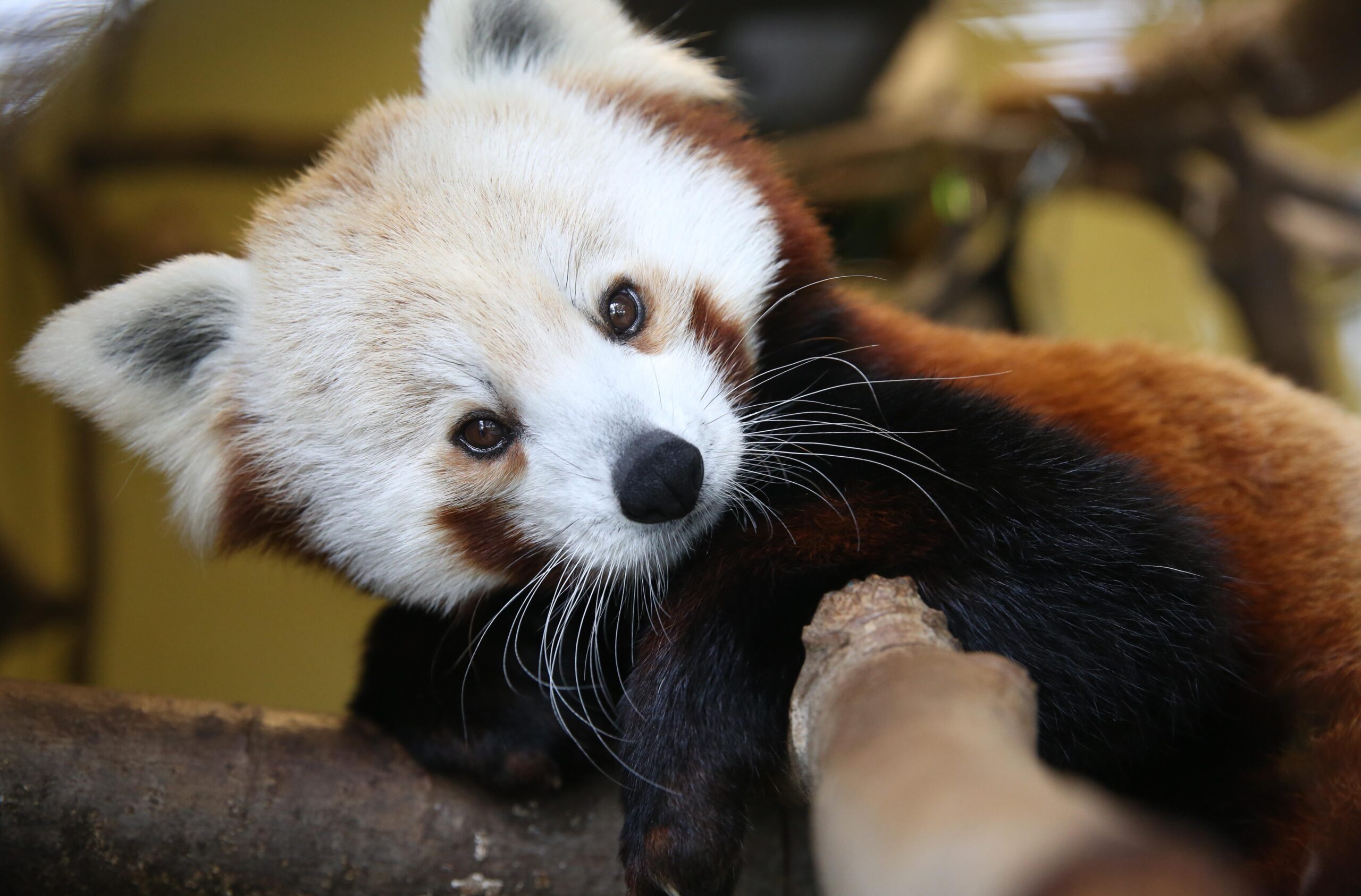 Red Panda | Seneca Park Zoo