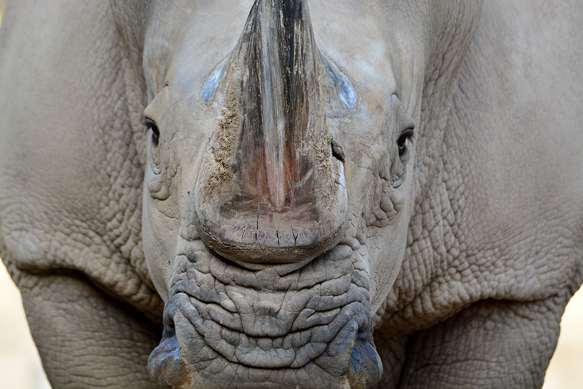 Southern White Rhinos: The Conservation Story