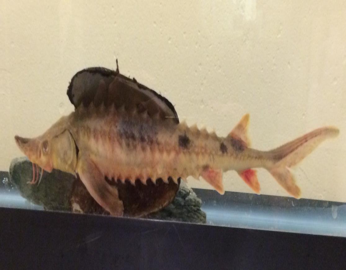 Shelly the sturgeon’s success story