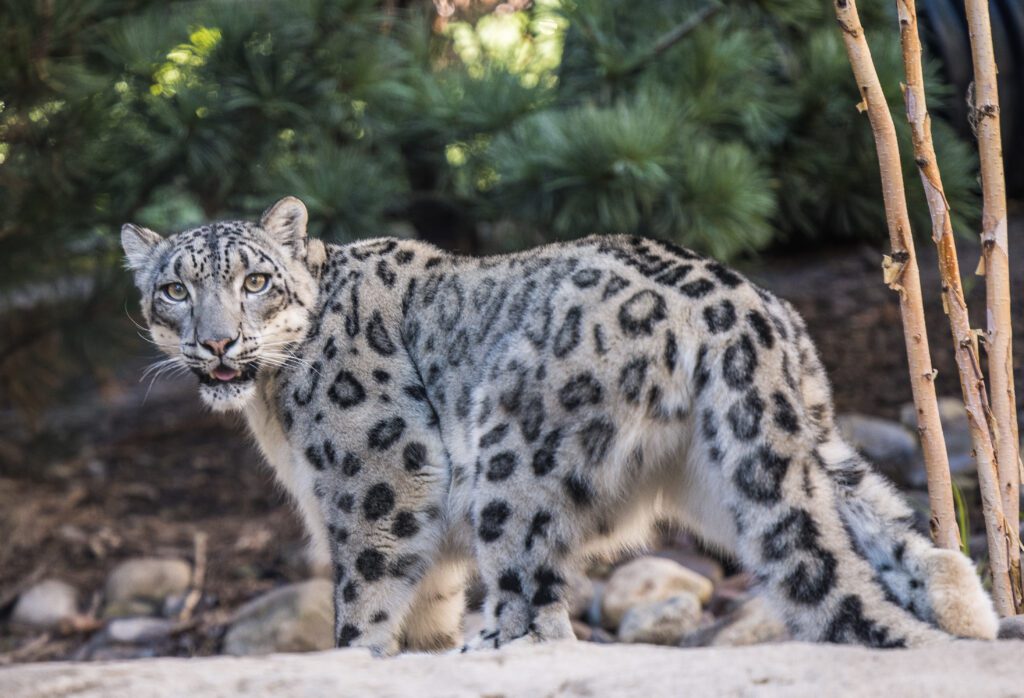 A Snow Leopard Update
