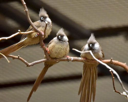 Speckled Mousebird