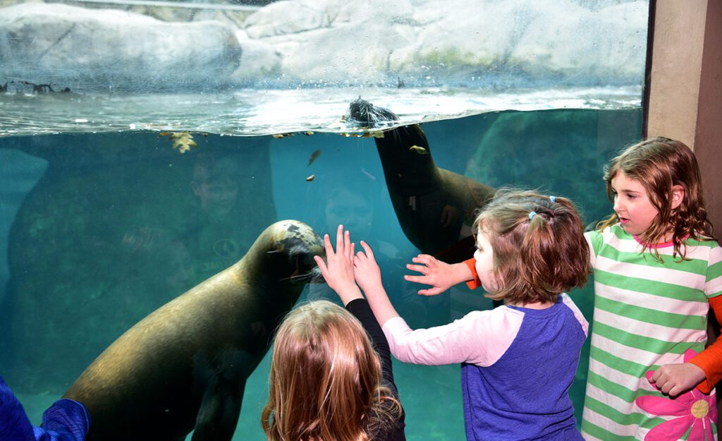 Students playing with the sea lions at the glass