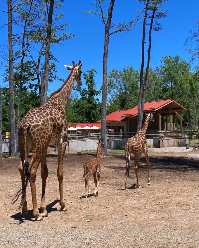 Zoo Animals in Rochester, NY | Seneca Park Zoo