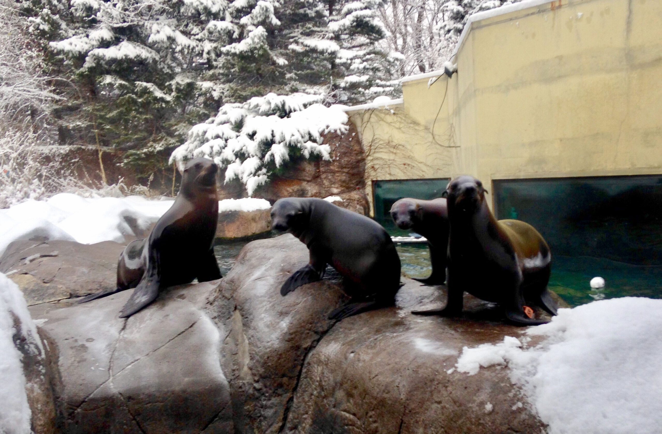 Introducing two new sea lions to the Zoo