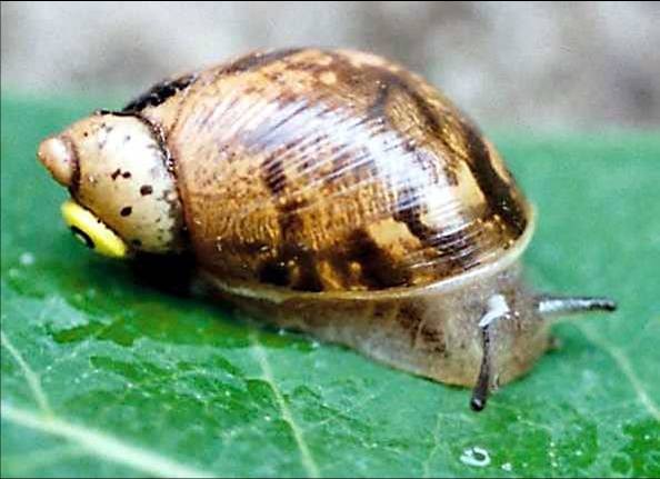 Snail summit focuses on endangered species