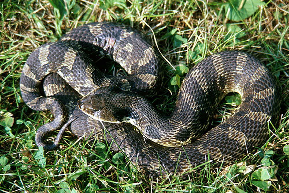 The eastern hog-nose snake: what the animal signs don't tell you | Seneca  Park Zoo