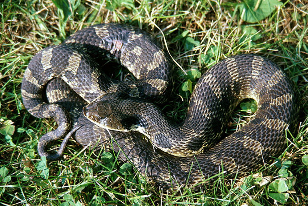 An Eastern hognose snake playing dead. A snake playing dead will