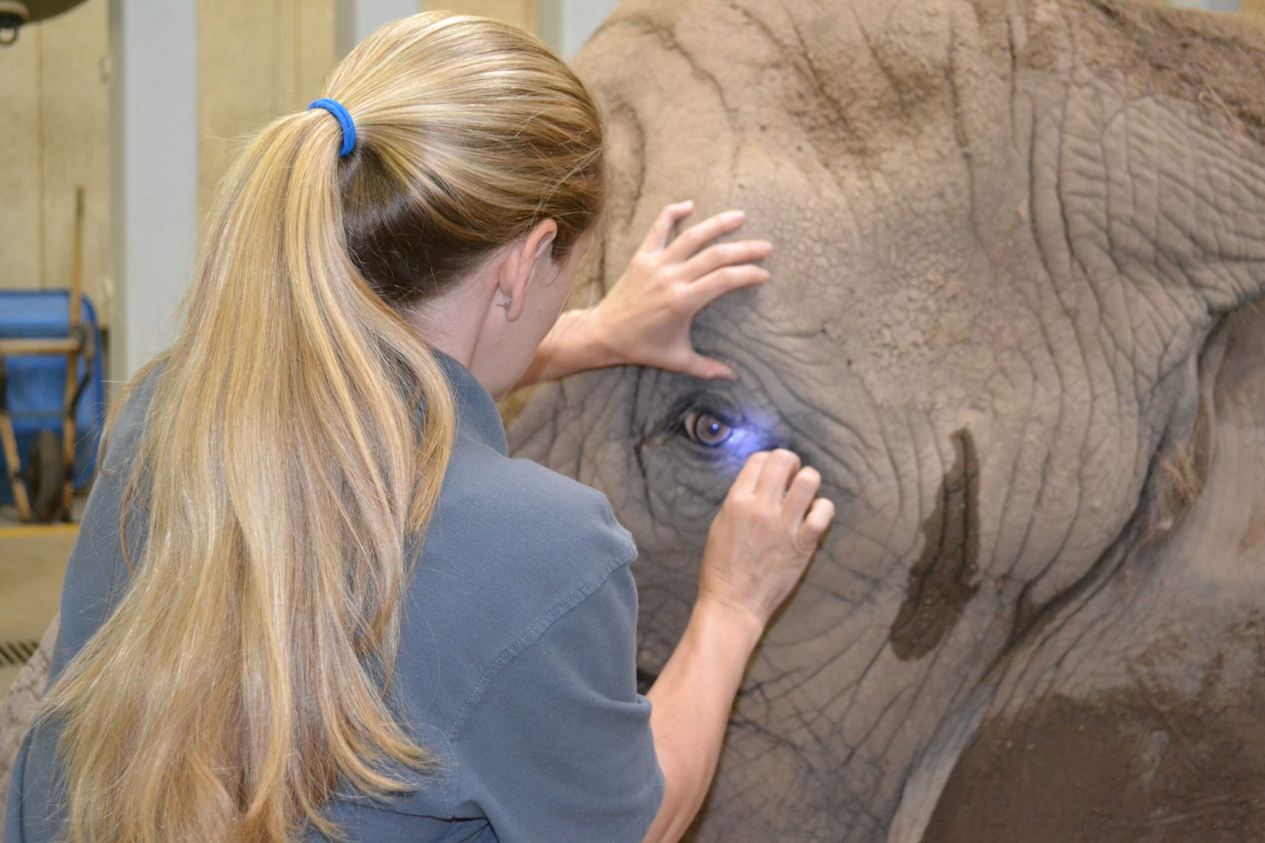 Training elephants for veterinary procedures