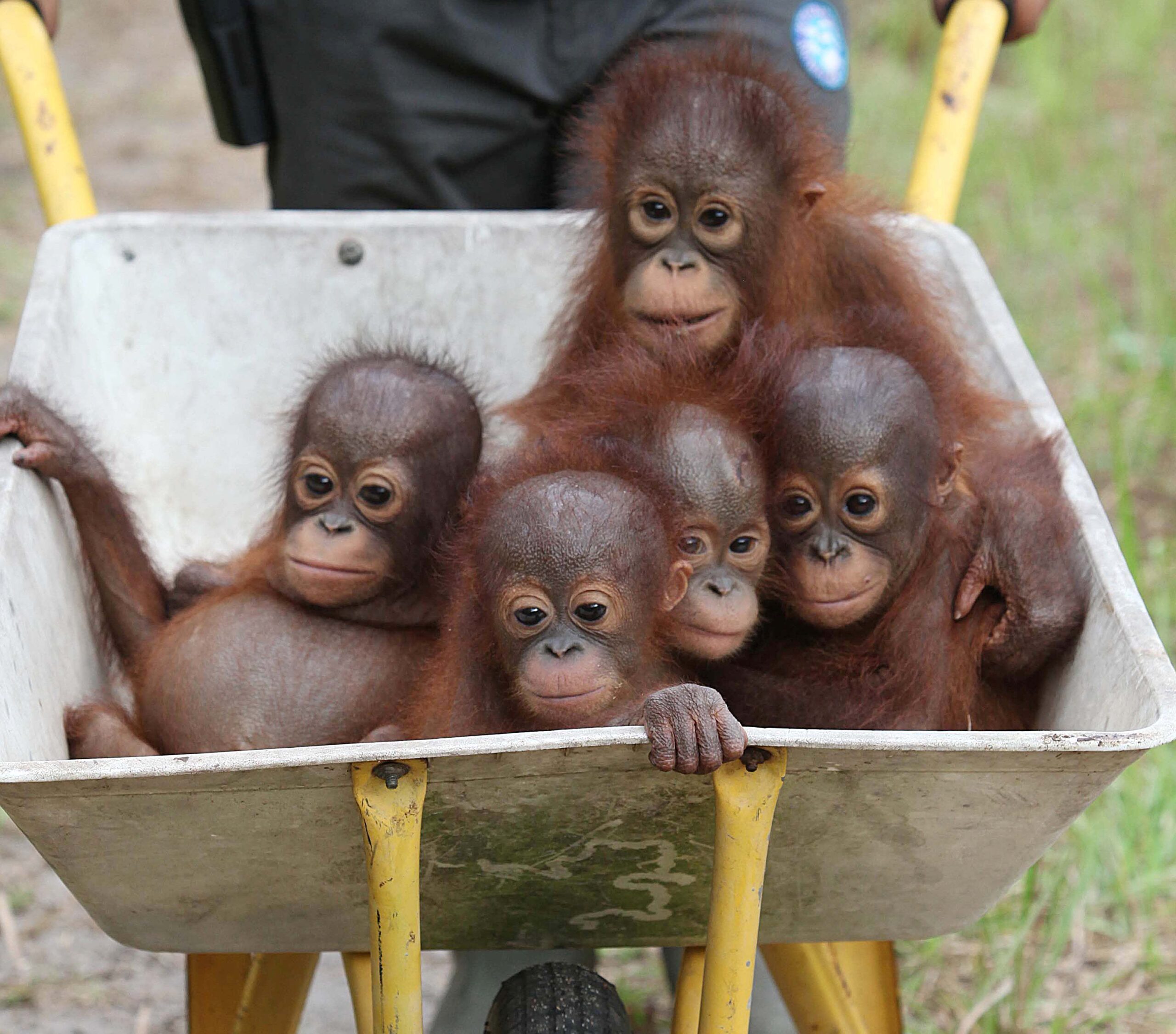Orangutans rescued in Borneo | Seneca Park Zoo