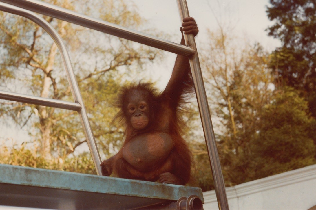 The story of Kumang and her orangutan family