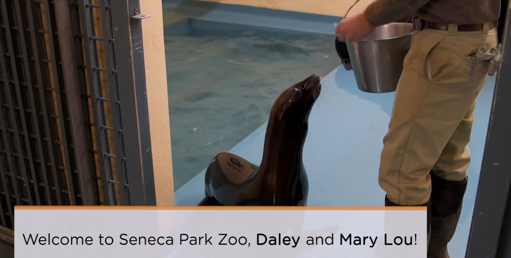 Seneca Park Zoo welcomes two new female sea lions