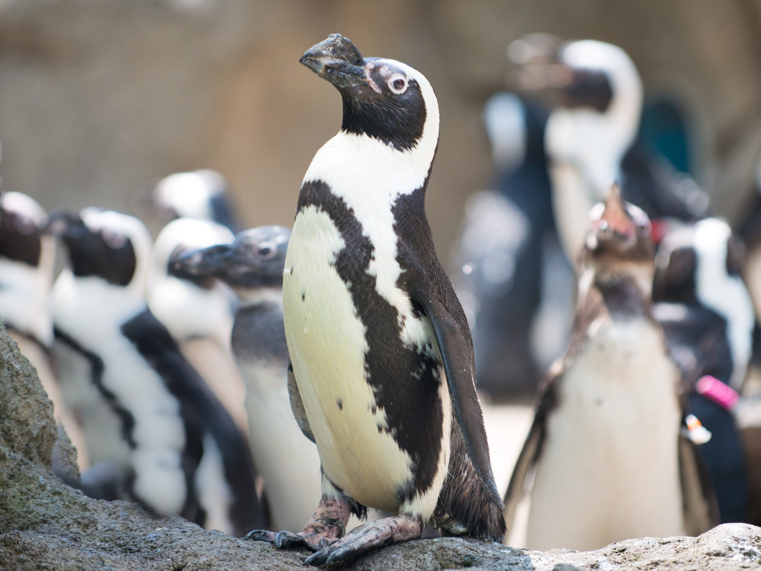 More about our penguin colony